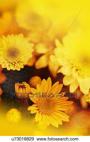 Nature, Blossom, Vibrant Color, Bright, Petal, Stamen, Outdoors View Large Photo Image Stock Photo - Nature, Blossom, Vibrant Color, Bright, Petal, Stamen, Outdoors. Fotosearch