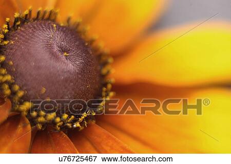 Nature, Blossom, Vibrant Color, Bright, Petal, Stamen, Outdoors View Large Photo Image Stock Photo - Nature, Blossom, Vibrant Color, Bright, Petal, Stamen, Outdoors. Fotosearch