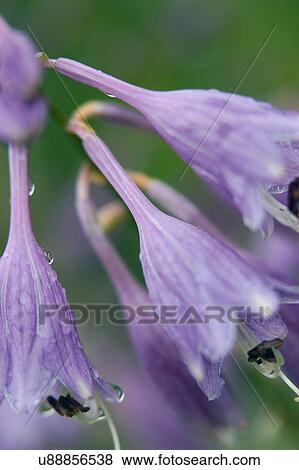 Stock Photo - Nature, Blossom, Vibrant Color, Bright, Petal, Stamen, Outdoors. Fotosearch
