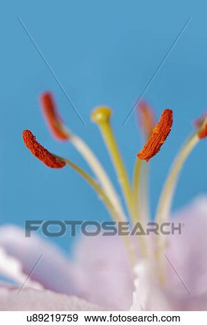Nature, Blossom, Vibrant Color, Bright, Petal, Stamen, Outdoors View Large Photo Image Stock Photo - Nature, Blossom, Vibrant Color, Bright, Petal, Stamen, Outdoors. Fotosearch