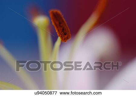 Nature, Blossom, Vibrant Color, Bright, Petal, Stamen, Outdoors View Large Photo Image Stock Photo - Nature, Blossom, Vibrant Color, Bright, Petal, Stamen, Outdoors. Fotosearch