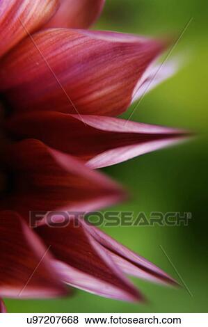 Stock Photo - Nature, Blossom, Vibrant Color, Bright, Petal, Stamen, Outdoors. Fotosearch