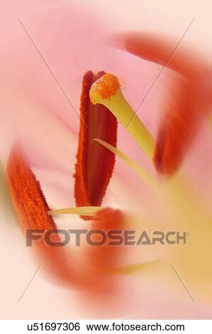 Stock Photograph - Nature, Blossom, Vibrant Color, Bright, Petal, Stamen, Outdoors. Fotosearch