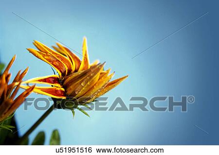 Stock Photograph - Nature, Blossom, Vibrant Color, Bright, Petal, Stamen, Outdoors. Fotosearch