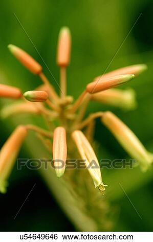 Stock Photograph - Nature, Blossom, Vibrant Color, Bright, Petal, Stamen, Outdoors. Fotosearch