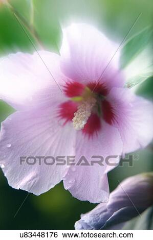 Stock Photograph - Nature, Blossom, Vibrant Color, Bright, Petal, Stamen, Outdoors. Fotosearch