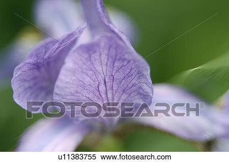 Nature, Blossom, Vibrant Color, Bright, Petal, Stamen, Outdoors View Large Photo Image Stock Photography - Nature, Blossom, Vibrant Color, Bright, Petal, Stamen, Outdoors. Fotosearch