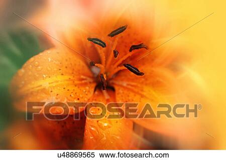 Stock Photography - Nature, Blossom, Vibrant Color, Bright, Petal, Stamen, Outdoors. Fotosearch