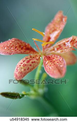 Stock Photography - Nature, Blossom, Vibrant Color, Bright, Petal, Stamen, Outdoors. Fotosearch