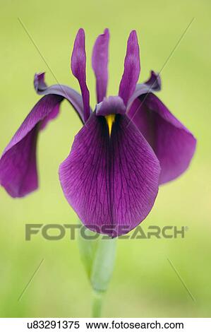 Nature, Blossom, Vibrant Color, Bright, Petal, Stamen, Outdoors View Large Photo Image Stock Photography - Nature, Blossom, Vibrant Color, Bright, Petal, Stamen, Outdoors. Fotosearch