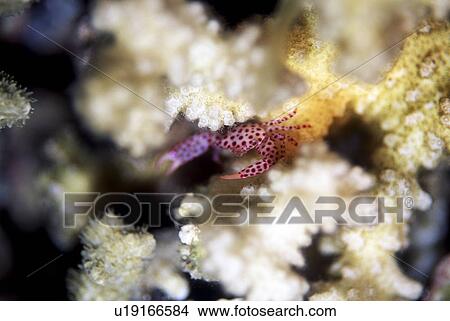 Picture - Outdoors, Sea, Ocean, Marine Life, Underwater, Water, Coral. Fotosearch