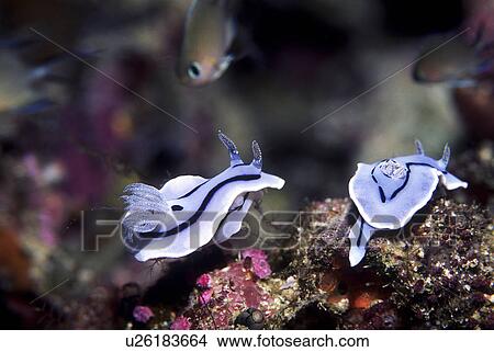 Picture - Outdoors, Sea, Ocean, Marine Life, Underwater, Water, Coral. Fotosearch
