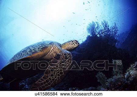 Picture - Outdoors, Sea, Ocean, Marine Life, Underwater, Water, Coral. Fotosearch