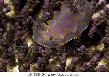 Picture - Outdoors, Sea, Ocean, Marine Life, Underwater, Water, Coral. Fotosearch