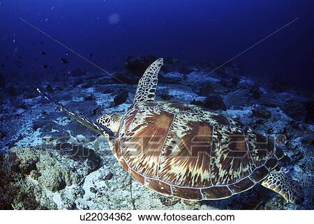 Stock Image - Outdoors, Sea, Ocean, Marine Life, Underwater, Water, Coral. Fotosearch