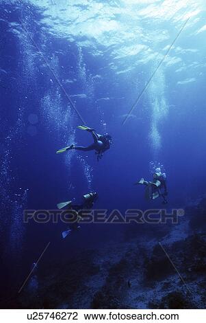 Outdoors, Sea, Ocean, Marine Life, Underwater, Water, Coral View Large Photo Image Stock Image - Outdoors, Sea, Ocean, Marine Life, Underwater, Water, Coral. Fotosearch