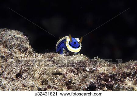 Stock Image - Outdoors, Sea, Ocean, Marine Life, Underwater, Water, Coral. Fotosearch