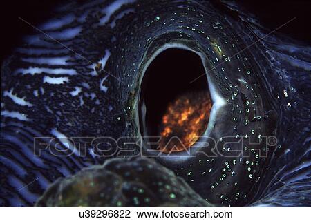 Stock Image - Outdoors, Sea, Ocean, Marine Life, Underwater, Water, Coral. Fotosearch