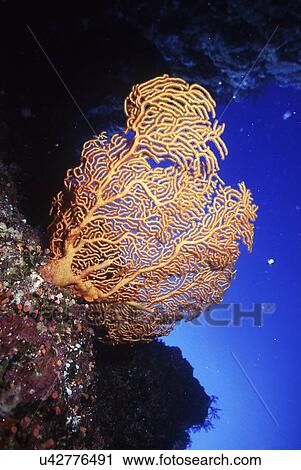 Stock Image - Outdoors, Sea, Ocean, Marine Life, Underwater, Water, Coral. Fotosearch