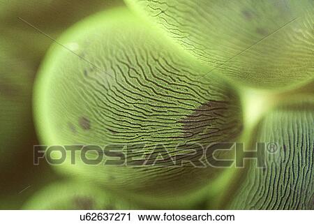 Outdoors, Sea, Ocean, Marine Life, Underwater, Water, Coral View Large Photo Image Stock Image - Outdoors, Sea, Ocean, Marine Life, Underwater, Water, Coral. Fotosearch