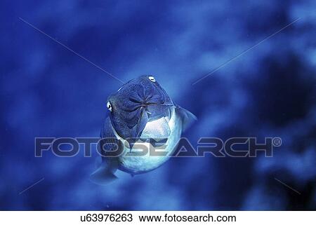 Outdoors, Sea, Ocean, Marine Life, Underwater, Water, Coral View Large Photo Image Stock Image - Outdoors, Sea, Ocean, Marine Life, Underwater, Water, Coral. Fotosearch