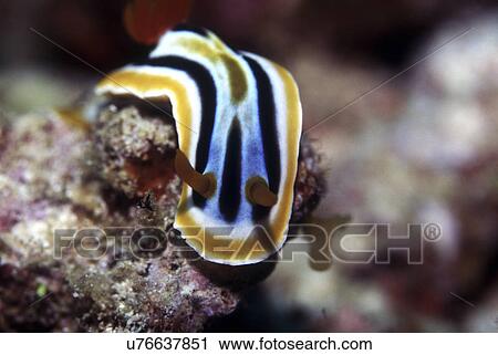 Stock Image - Outdoors, Sea, Ocean, Marine Life, Underwater, Water, Coral. Fotosearch