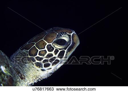 Outdoors, Sea, Ocean, Marine Life, Underwater, Water, Coral View Large Photo Image Stock Image - Outdoors, Sea, Ocean, Marine Life, Underwater, Water, Coral. Fotosearch