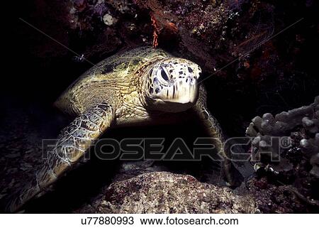 Outdoors, Sea, Ocean, Marine Life, Underwater, Water, Coral View Large Photo Image Stock Image - Outdoors, Sea, Ocean, Marine Life, Underwater, Water, Coral. Fotosearch