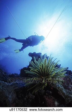 Stock Image - Outdoors, Sea, Ocean, Marine Life, Underwater, Water, Coral. Fotosearch