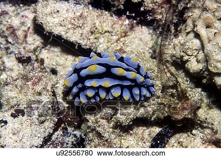 Outdoors, Sea, Ocean, Marine Life, Underwater, Water, Coral View Large Photo Image Stock Image - Outdoors, Sea, Ocean, Marine Life, Underwater, Water, Coral. Fotosearch