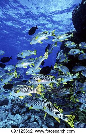 Stock Image - Outdoors, Sea, Ocean, Marine Life, Underwater, Water, Coral. Fotosearch
