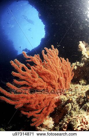 Stock Image - Outdoors, Sea, Ocean, Marine Life, Underwater, Water, Coral. Fotosearch