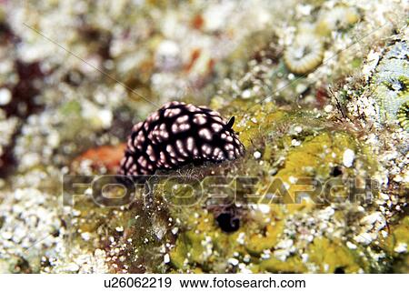 Outdoors, Sea, Ocean, Marine Life, Underwater, Water, Coral View Large Photo Image Stock Photo - Outdoors, Sea, Ocean, Marine Life, Underwater, Water, Coral. Fotosearch