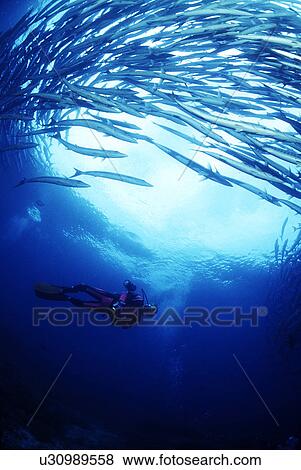 Stock Photo - Outdoors, Sea, Ocean, Marine Life, Underwater, Water, Coral. Fotosearch