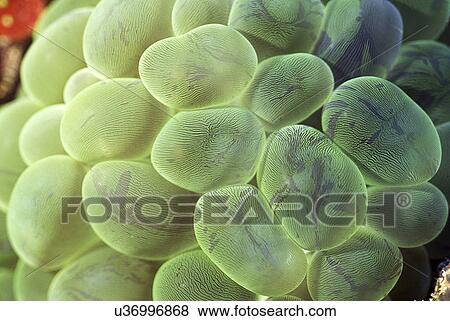 Outdoors, Sea, Ocean, Marine Life, Underwater, Water, Coral View Large Photo Image Stock Photo - Outdoors, Sea, Ocean, Marine Life, Underwater, Water, Coral. Fotosearch