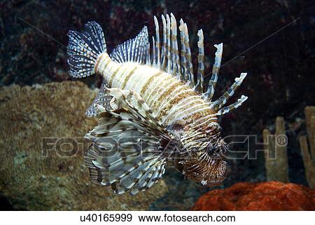 Outdoors, Sea, Ocean, Marine Life, Underwater, Water, Coral View Large Photo Image Stock Photo - Outdoors, Sea, Ocean, Marine Life, Underwater, Water, Coral. Fotosearch