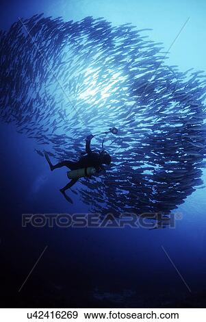 Stock Photo - Outdoors, Sea, Ocean, Marine Life, Underwater, Water, Coral. Fotosearch