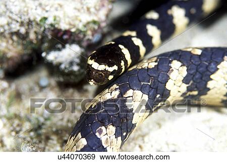Outdoors, Sea, Ocean, Marine Life, Underwater, Water, Coral View Large Photo Image Stock Photo - Outdoors, Sea, Ocean, Marine Life, Underwater, Water, Coral. Fotosearch