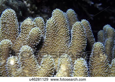 Stock Photo - Outdoors, Sea, Ocean, Marine Life, Underwater, Water, Coral. Fotosearch