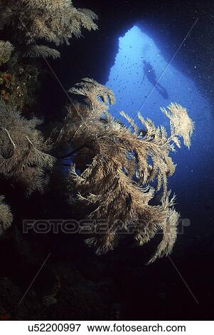 Stock Photo - Outdoors, Sea, Ocean, Marine Life, Underwater, Water, Coral. Fotosearch