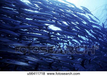 Stock Photo - Outdoors, Sea, Ocean, Marine Life, Underwater, Water, Coral. Fotosearch