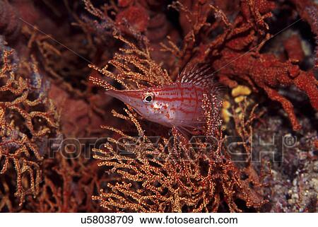 Stock Photo - Outdoors, Sea, Ocean, Marine Life, Underwater, Water, Coral. Fotosearch