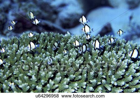 Outdoors, Sea, Ocean, Marine Life, Underwater, Water, Coral View Large Photo Image Stock Photo - Outdoors, Sea, Ocean, Marine Life, Underwater, Water, Coral. Fotosearch