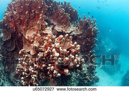 Stock Photo - Outdoors, Sea, Ocean, Marine Life, Underwater, Water, Coral. Fotosearch