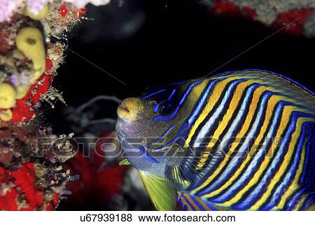 Outdoors, Sea, Ocean, Marine Life, Underwater, Water, Coral View Large Photo Image Stock Photo - Outdoors, Sea, Ocean, Marine Life, Underwater, Water, Coral. Fotosearch