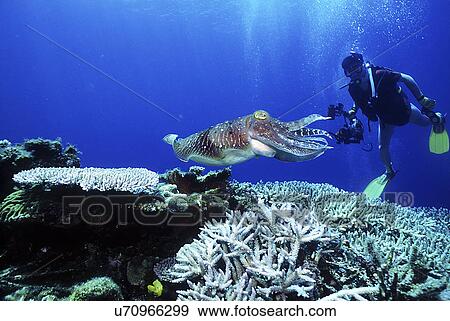 Outdoors, Sea, Ocean, Marine Life, Underwater, Water, Coral View Large Photo Image Stock Photo - Outdoors, Sea, Ocean, Marine Life, Underwater, Water, Coral. Fotosearch
