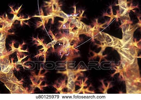 Stock Photo - Outdoors, Sea, Ocean, Marine Life, Underwater, Water, Coral. Fotosearch
