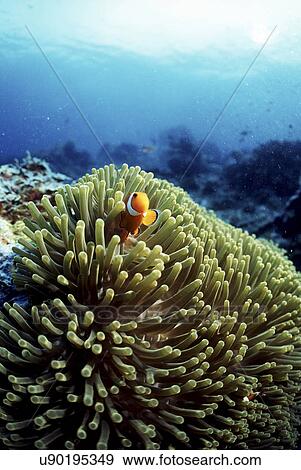 Outdoors, Sea, Ocean, Marine Life, Underwater, Water, Coral View Large Photo Image Stock Photo - Outdoors, Sea, Ocean, Marine Life, Underwater, Water, Coral. Fotosearch