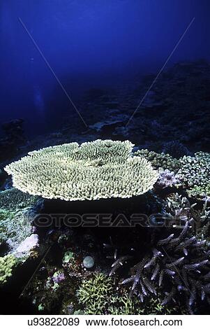 Outdoors, Sea, Ocean, Marine Life, Underwater, Water, Coral View Large Photo Image Stock Photo - Outdoors, Sea, Ocean, Marine Life, Underwater, Water, Coral. Fotosearch