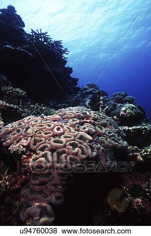 Stock Photo - Outdoors, Sea, Ocean, Marine Life, Underwater, Water, Coral. Fotosearch